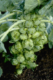 Lunet Brussels sprout